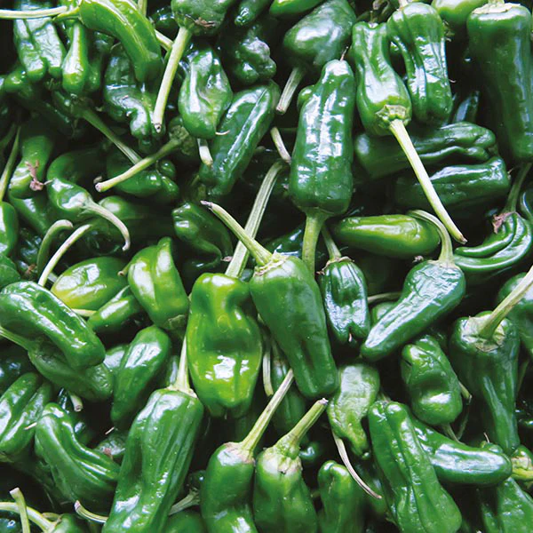 Chilli Pepper Padron Seeds - Image 3