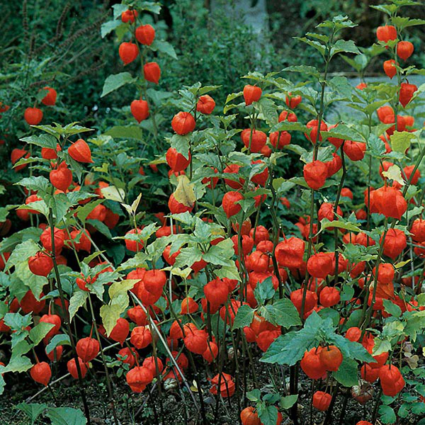 Chinese Lanterns Seeds - Image 3