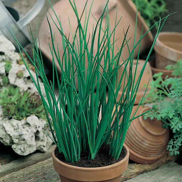Chive Seeds - Image 3