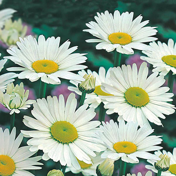 Chrysanthemum Shasta Daisy Alaska Seeds - Image 3