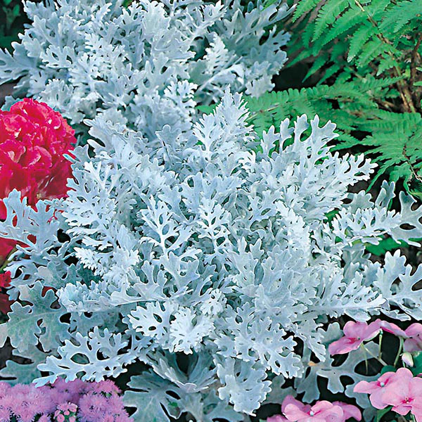 Cineraria Silver Dust Seeds - Image 3