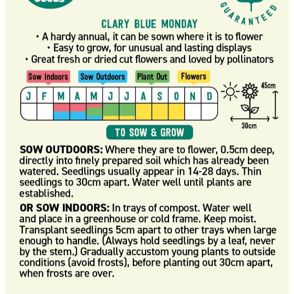 Clary Blue Monday Flower Seeds - Image 3