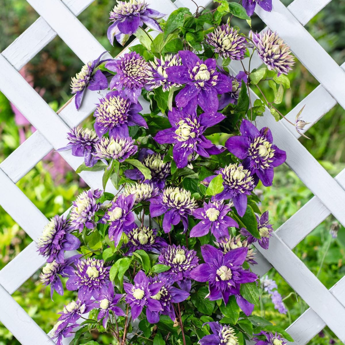 Clematis Taiga Plants - Image 2