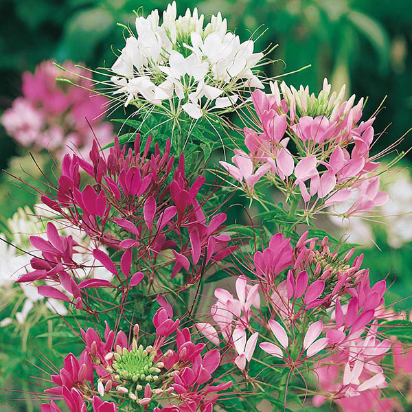 Cleome Colour Fountain Seeds - Image 3