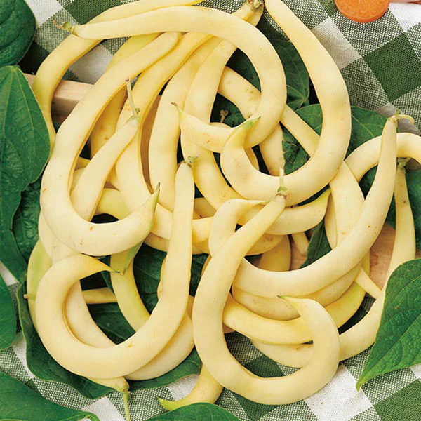 Climbing Bean Anellino giallo Seeds - Image 2