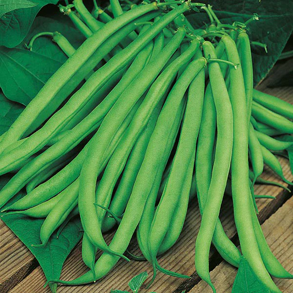 Climbing Bean Blue Lake Seeds - Image 2