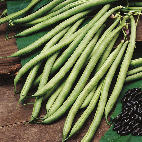 Climbing Bean Cobra Seeds - Image 2