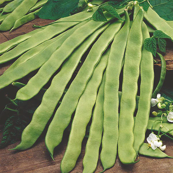 Climbing Bean Pantheon Seeds - Image 2