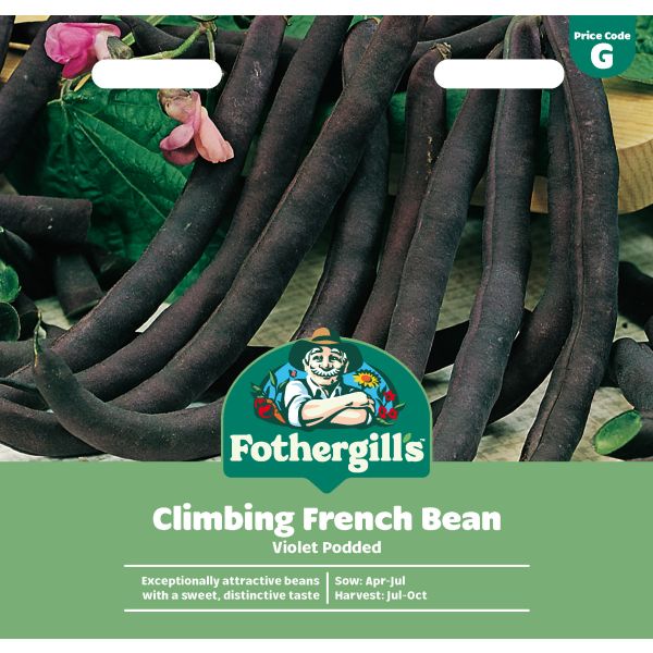 Climbing Bean Violet Podded Seeds