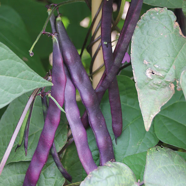 Climbing Bean Violet Podded Seeds - Image 2
