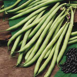 Climbing French Bean Cobra AGM Vegetable Plants - Image 3