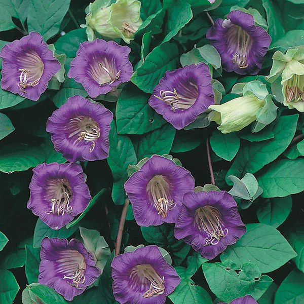 Cobaea scandens Seeds - Image 3