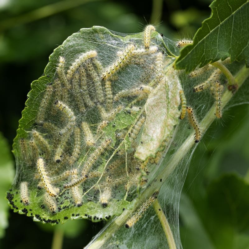 Codling Moth Control Nematodes 60sq.m - Image 4