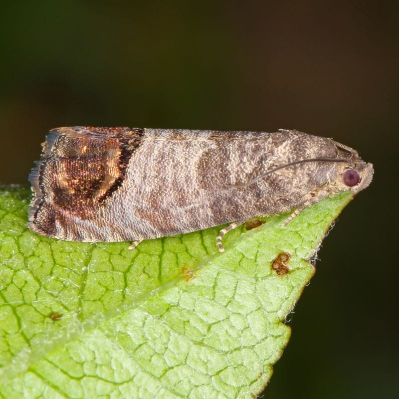 Codling Moth Control Nematodes 60sq.m - Image 5