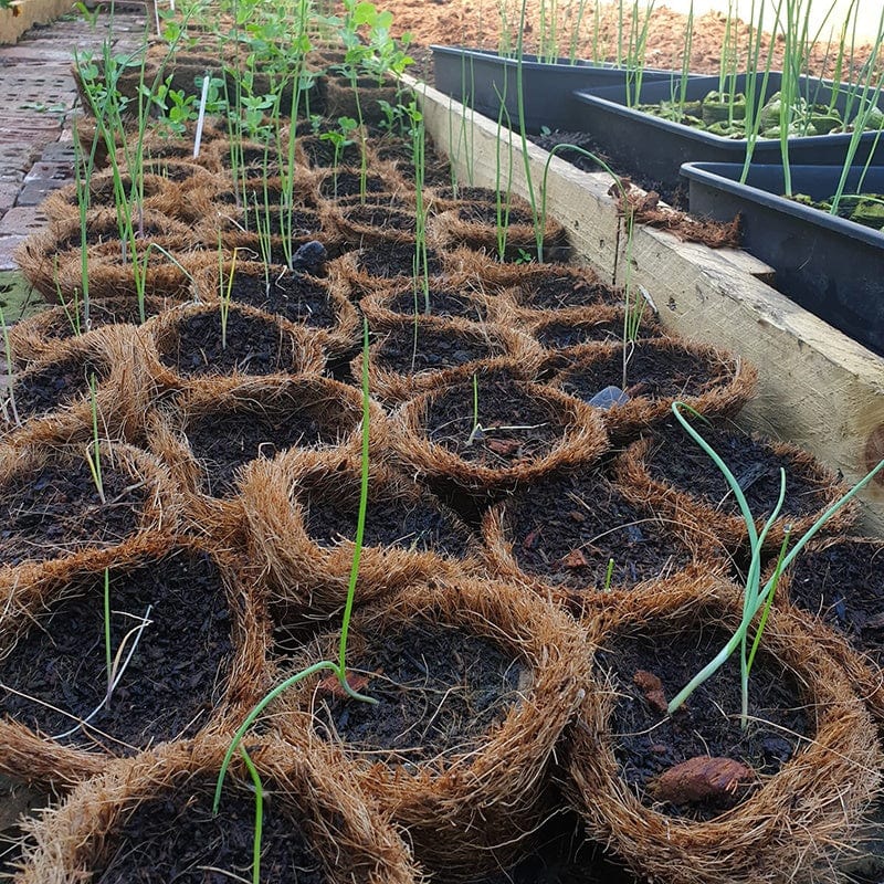 Coir Pots 20 x 13cm - Image 2