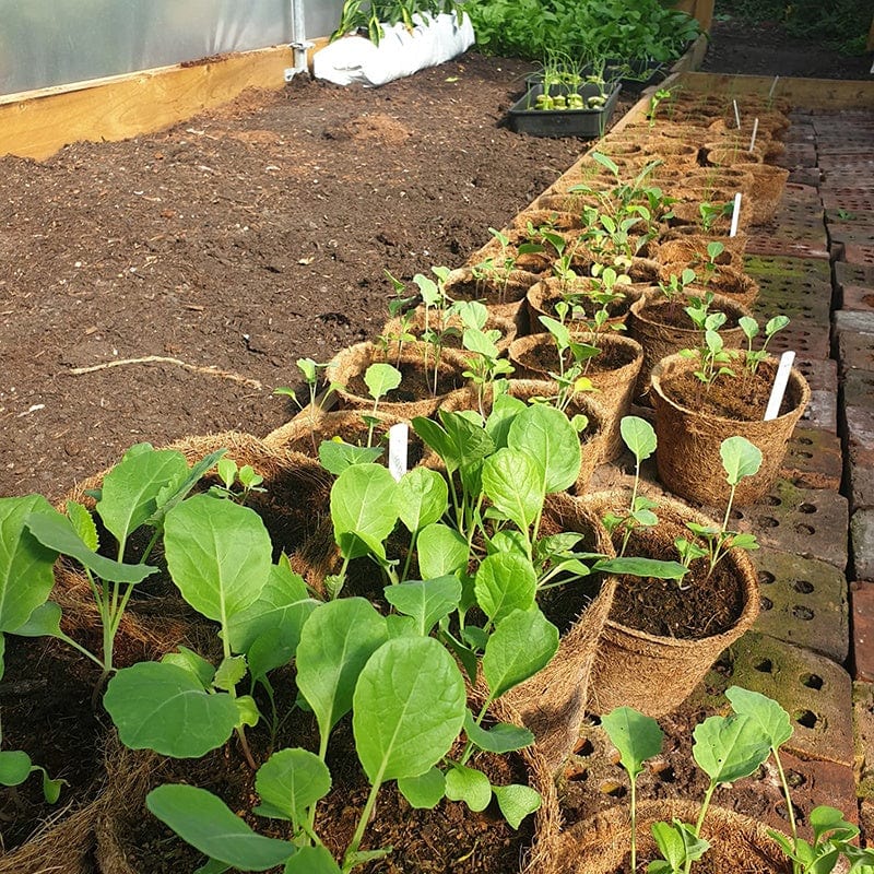 Coir Pots 20 x 13cm - Image 3