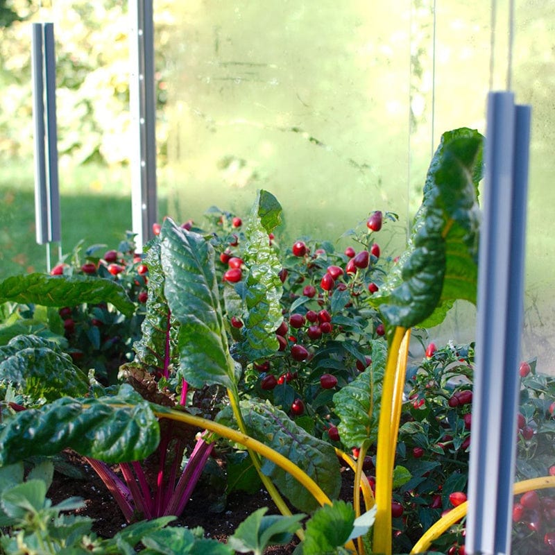 Cold Frame - Image 3
