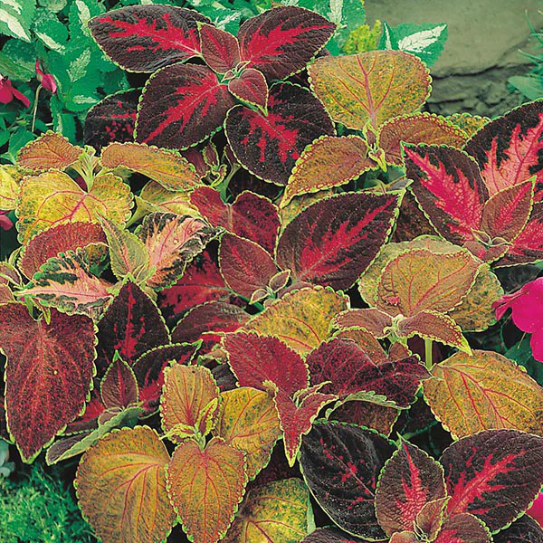 Coleus Flame Dancers Seeds - Image 3