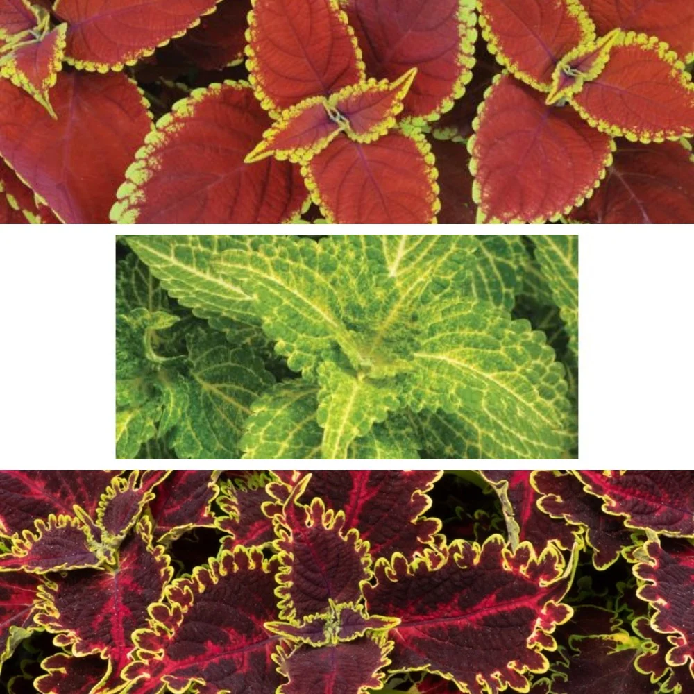 Coleus Sunfighter Flower Plants Collection