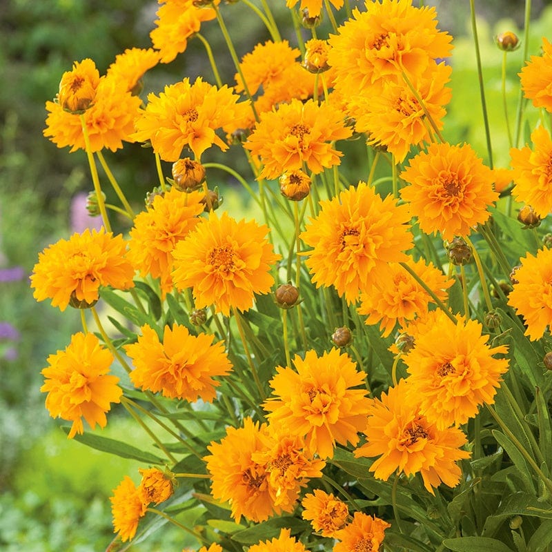 Coreopsis Early Sunrise Flower Plants