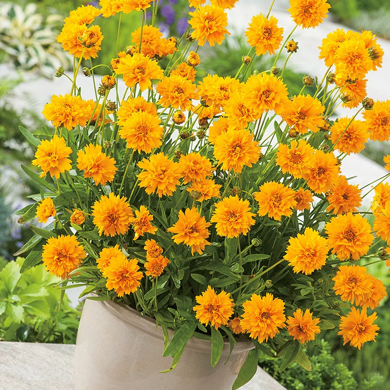 Coreopsis Early Sunrise Flower Plants - Image 2