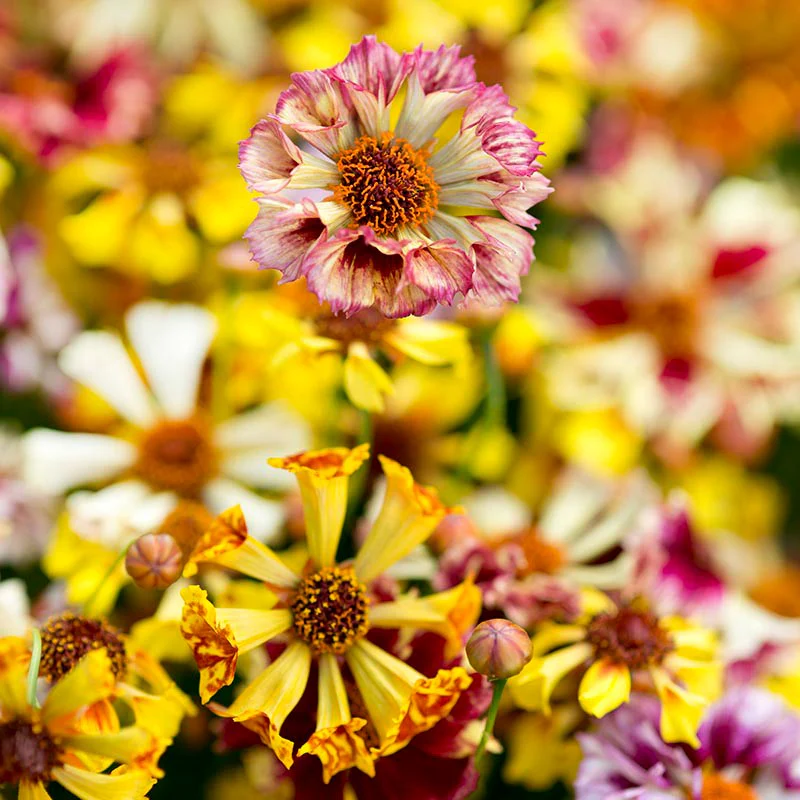 Coreopsis Incredible! Sea Shells Mix Flower Seeds - Image 3