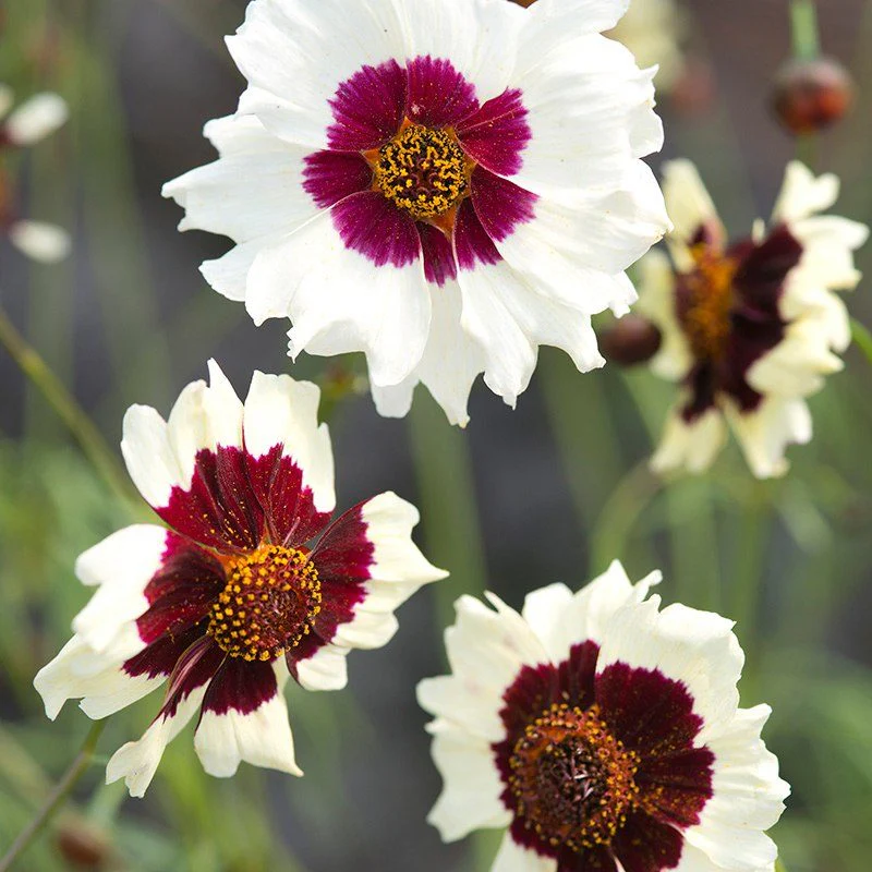 Coreopsis Incredible! Swirl Flower Seeds - Image 3