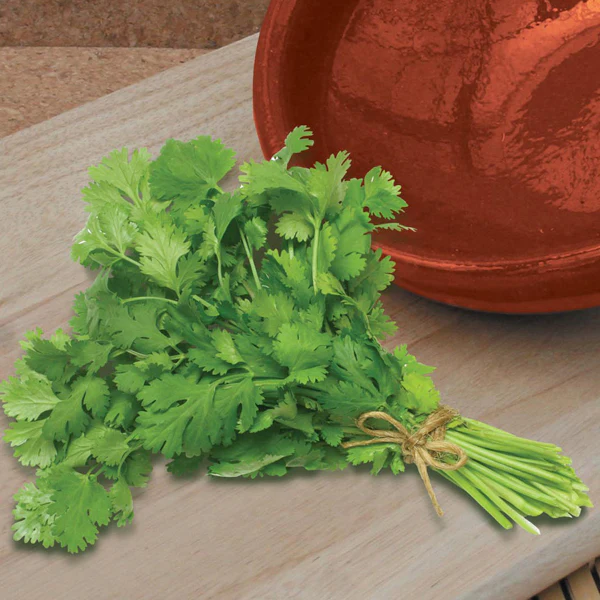 Coriander Calypso Seeds - Image 3