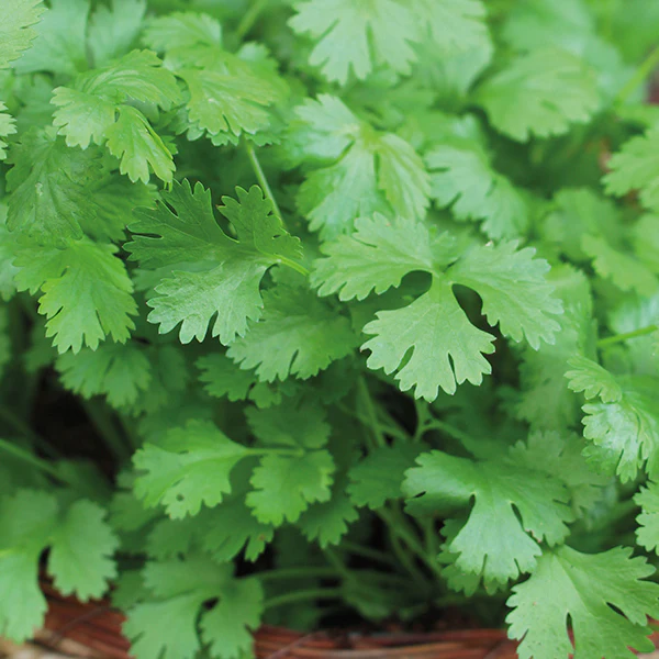 Coriander Cilantro for Leaf Seeds - Image 3