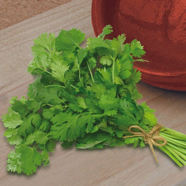Coriander Herb Plants