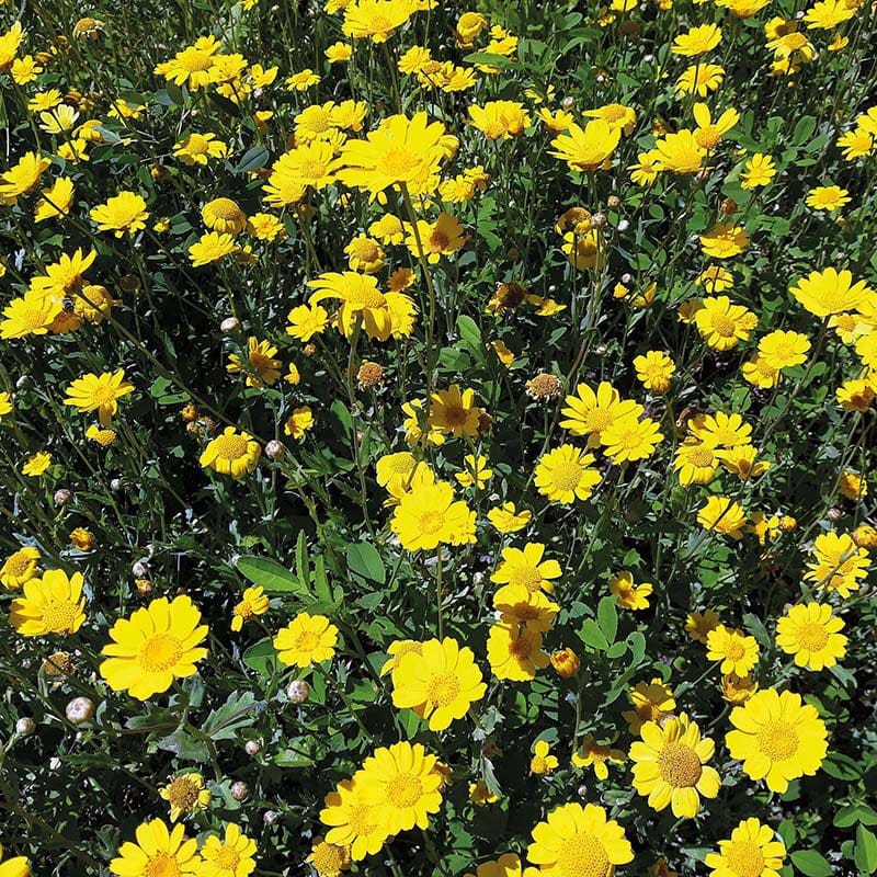 Nature's Helpers Corn Marigold Wildflower Seeds - Image 2