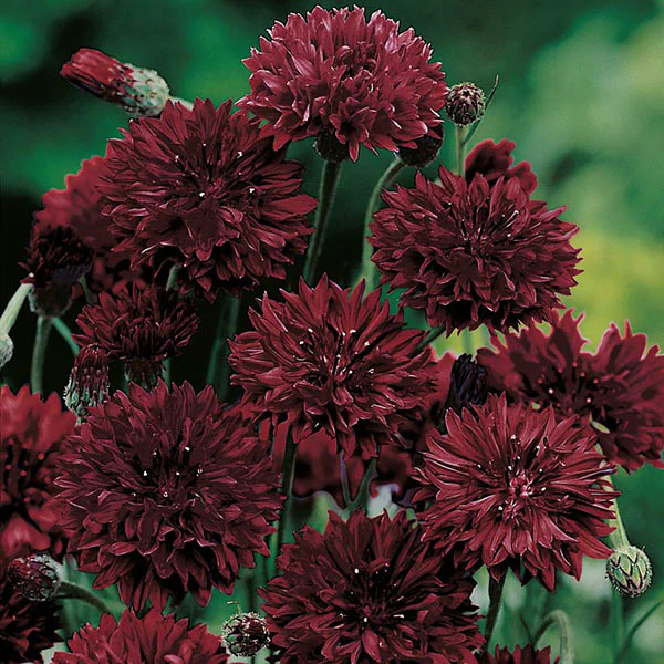 Cornflower Black Ball Seeds - Image 3
