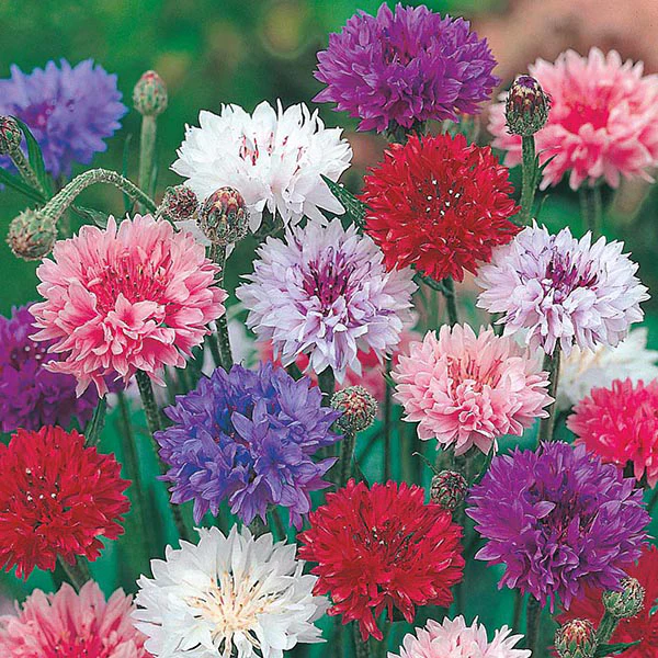 Cornflower Polka Dot Seeds - Image 3