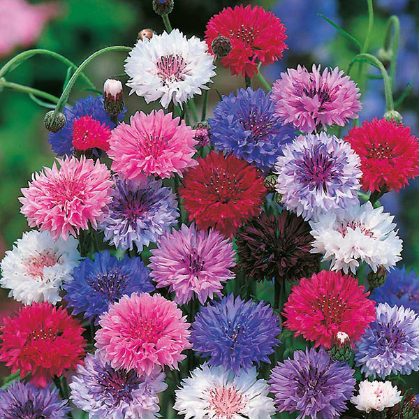 Cornflower Tall Mixed Seeds - Image 3