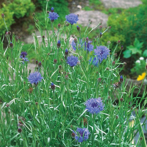 Nature's Helpers Cornflower Wild Cornflower Seeds - Image 3