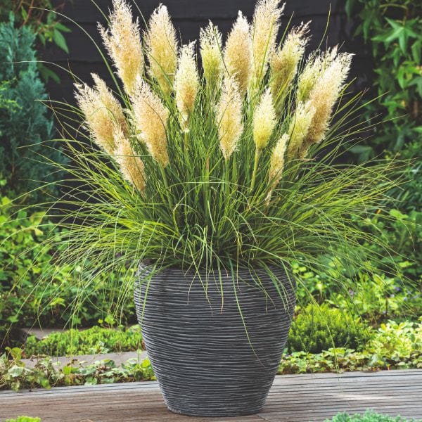 Cortaderia Selloana Tiny Pampa Potted Plant