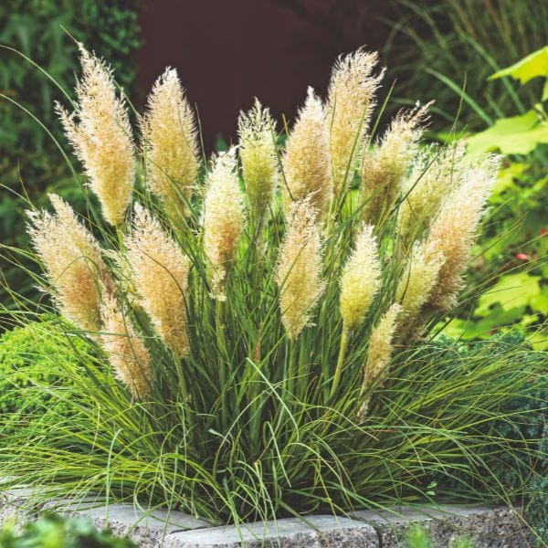 Cortaderia Selloana Tiny Pampa Potted Plant - Image 2