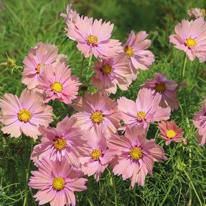 Cosmos Apricotta Flower Seeds - Image 3