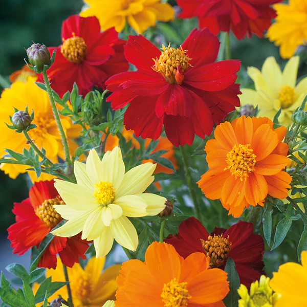 Cosmos Brightness Mixed Seeds - Image 3