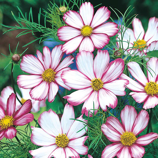 Cosmos Candy Stripe Seeds - Image 3