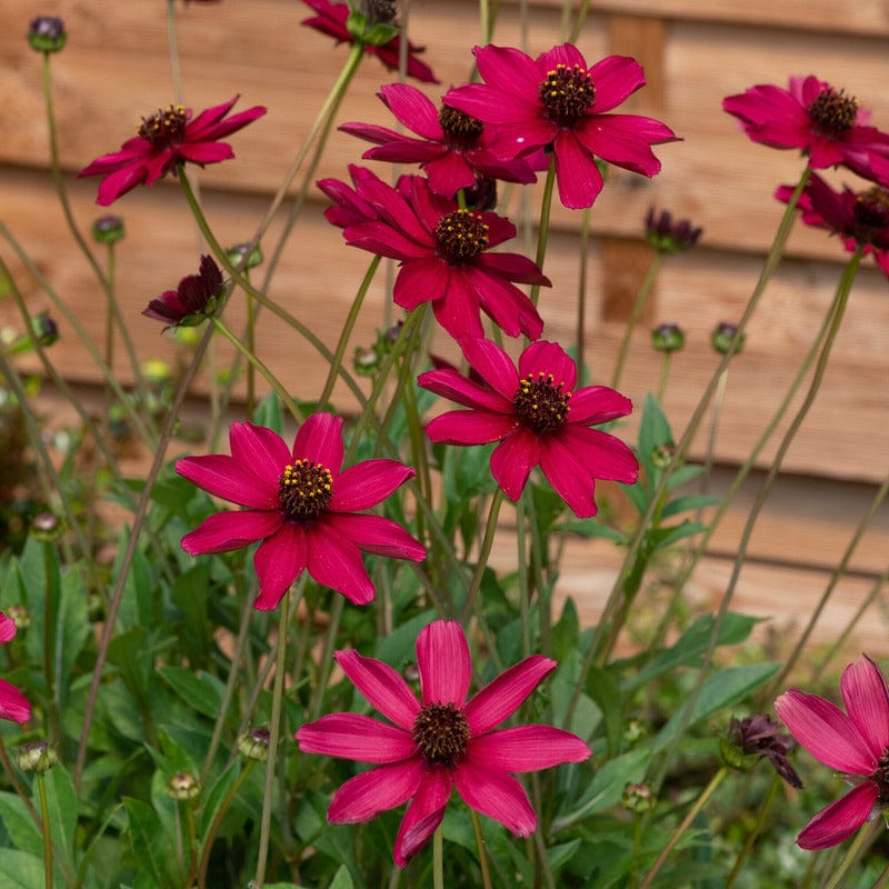 Cosmos Cherry Chocolate