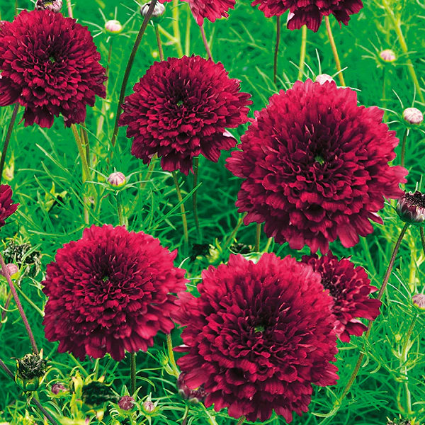 Cosmos Double Click Cranberries Seeds - Image 3