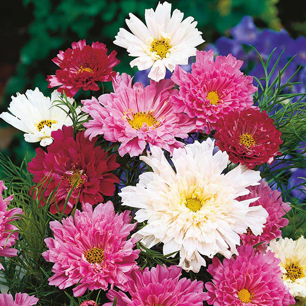 Cosmos Double Click Mixed Seeds - Image 3