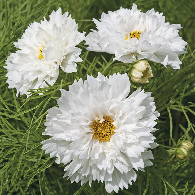 Cosmos Double Dutch White - Image 3