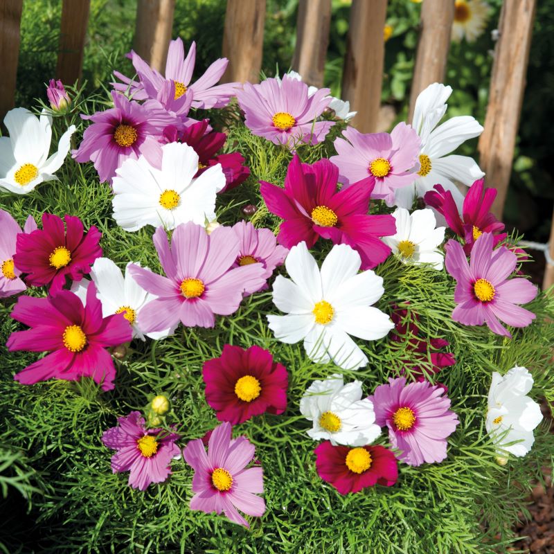 Cosmos (Dwarf) Candyfloss Mix Seeds - Image 3