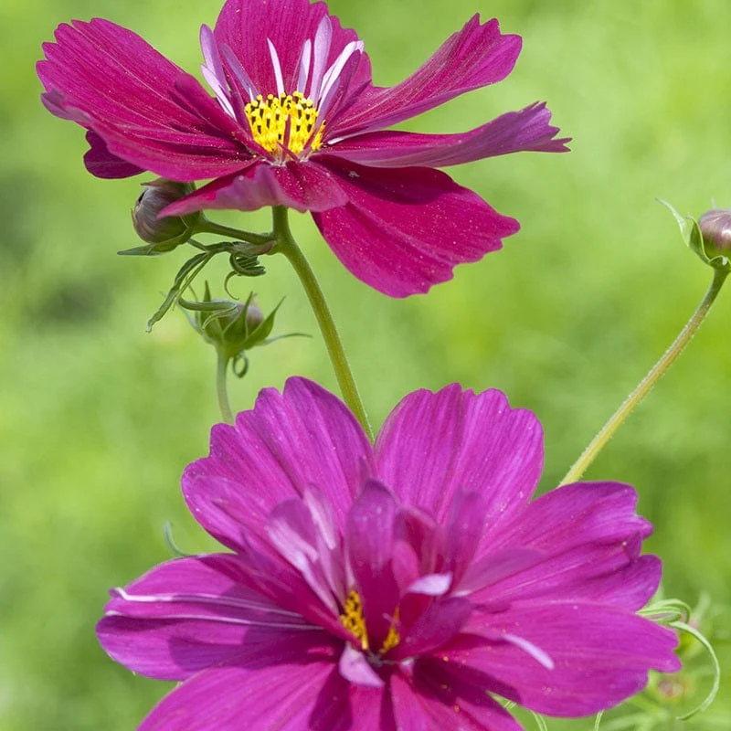 Cosmos Fizzy Purple Flower Seeds - Image 2