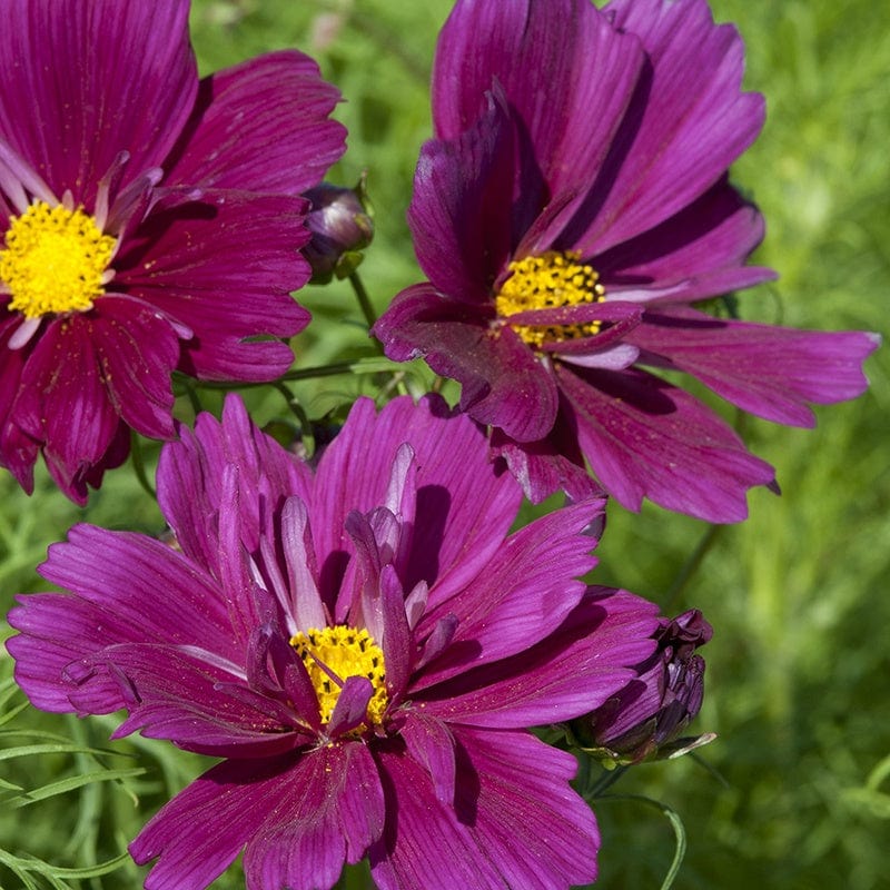 Cosmos Fizzy Purple Flower Seeds - Image 3