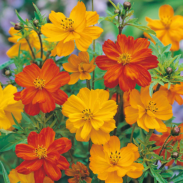 Cosmos Klondyke Mixed Seeds - Image 3