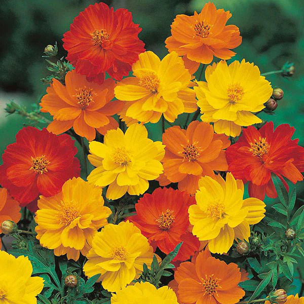 Cosmos Polidor Mixed Seeds - Image 3