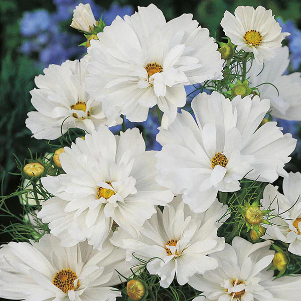 Cosmos Psyche White Seeds - Image 3